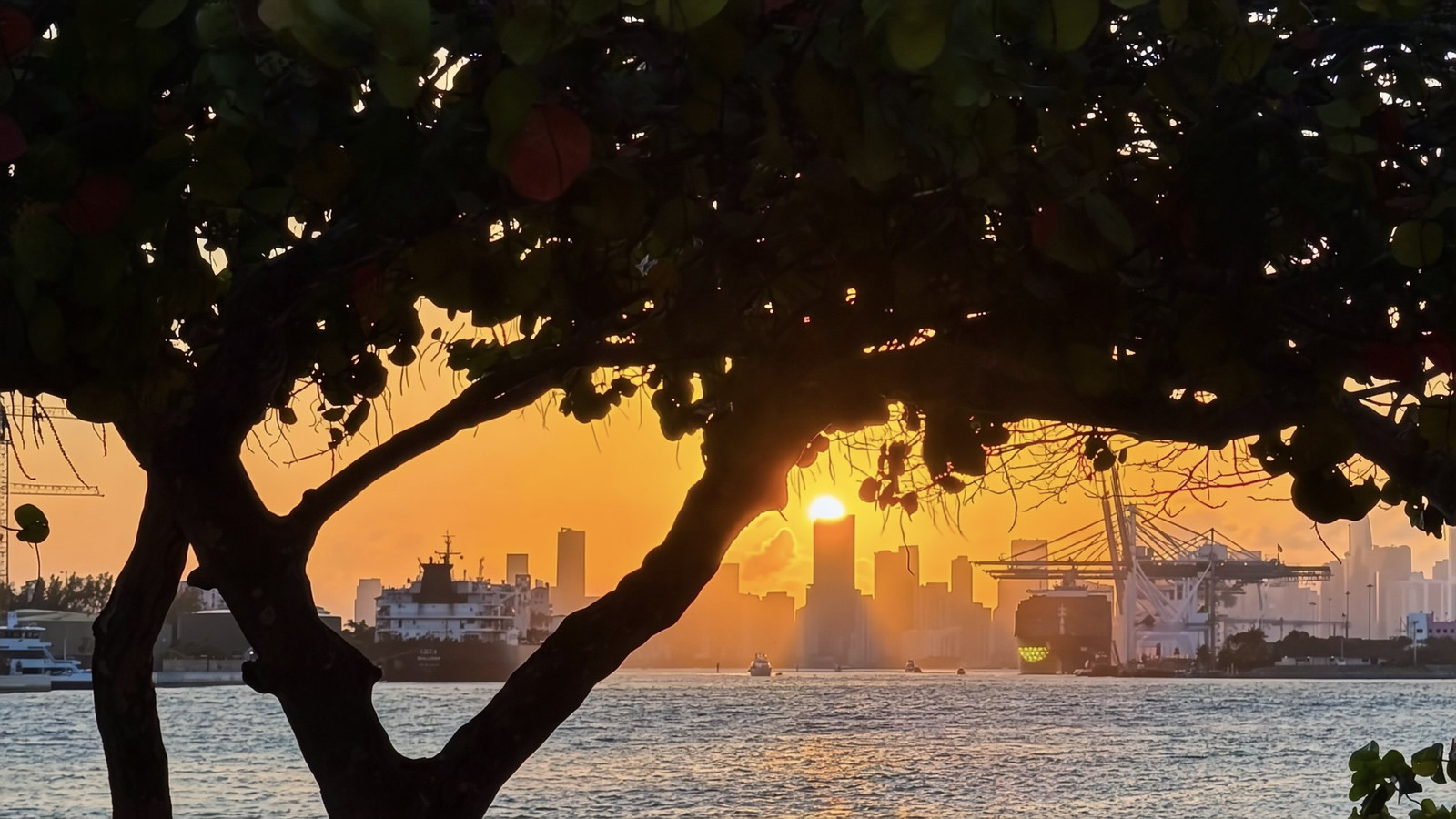 A sea grape tree silhouetted against the sun setting behind the downtown Miami skyline, seen across Government Cut with a ship and port cranes on the water.